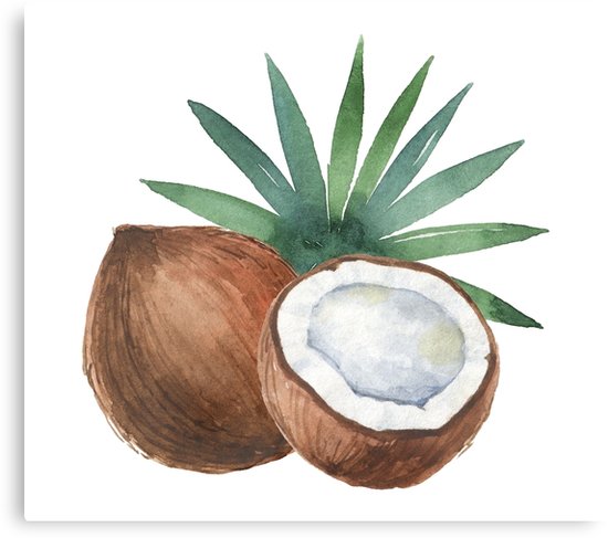 550x487 Watercolor Coconut And Palm Trees. Canvas Prints By