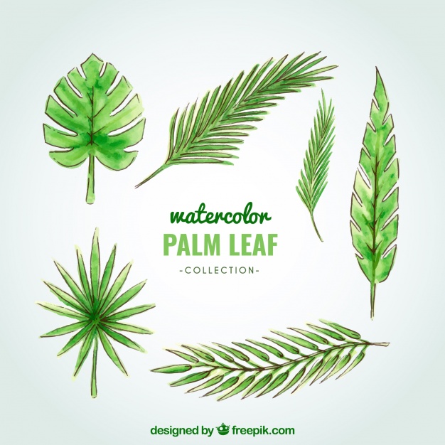 626x626 Watercolor Palm Tree Leaf Collection Stock Images