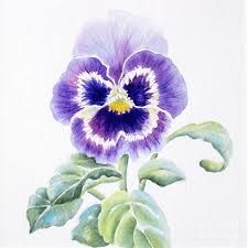 Watercolor Pansies