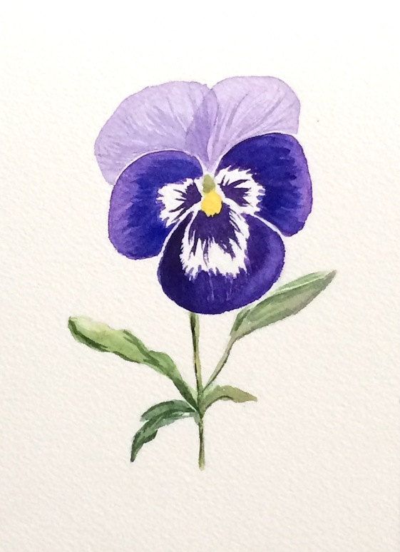 561x774 Original Watercolor Pansy, Original Pansy Art, 5x7, Purple Pansy