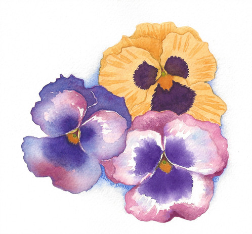 498x463 Pansies