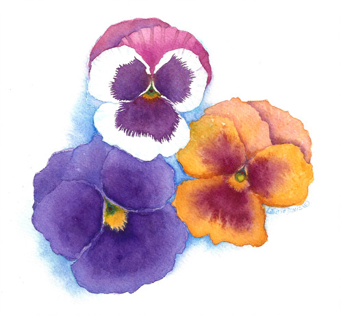498x461 Pansies