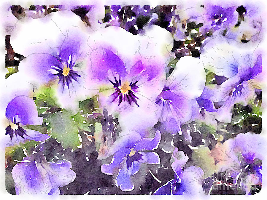 900x675 Pansies Watercolor Painting By John Edwards