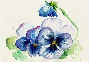 300x209 Watercolor Pansies Paintings Fine Art America