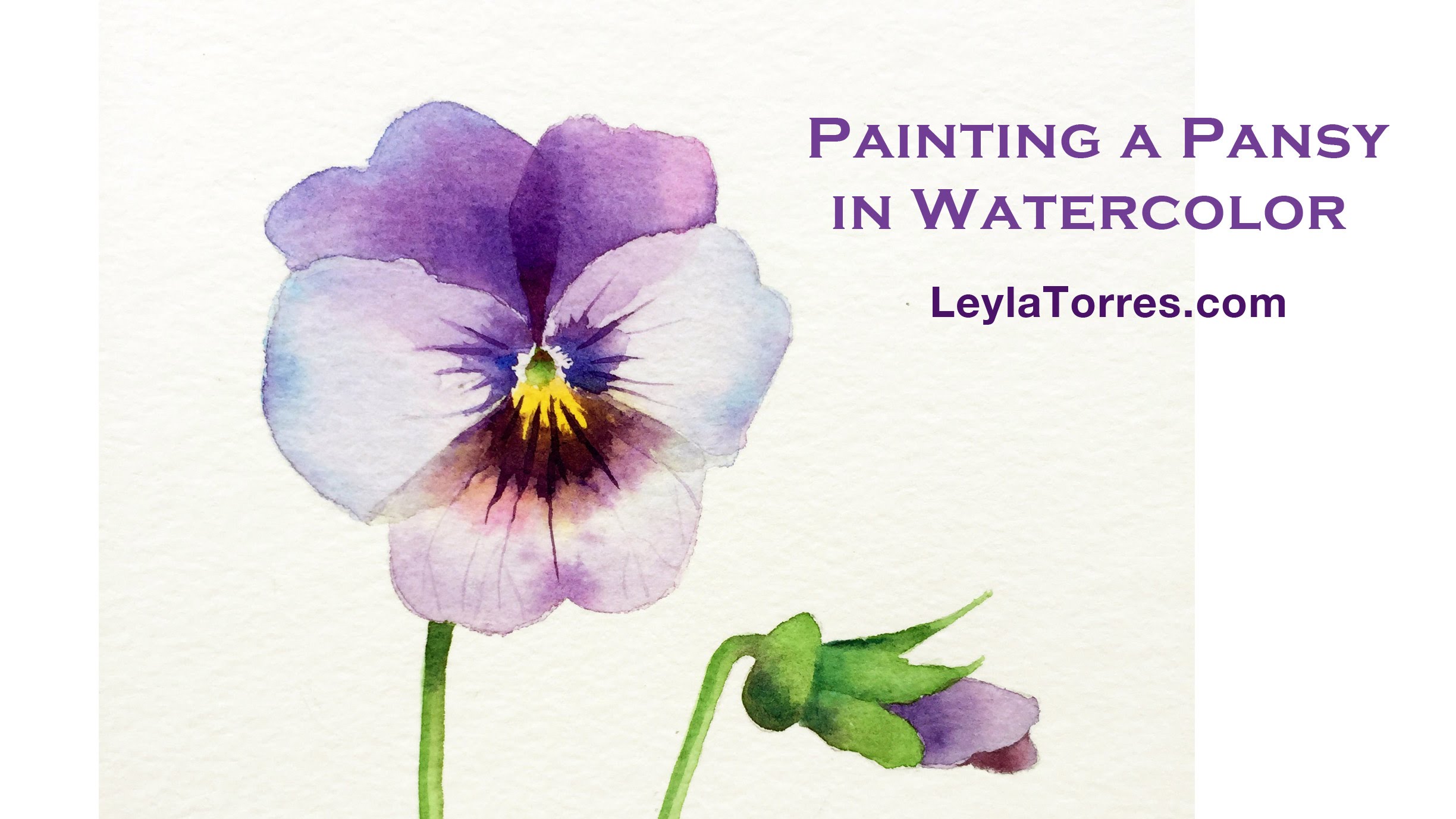 2448x1377 Watercolor Pansy