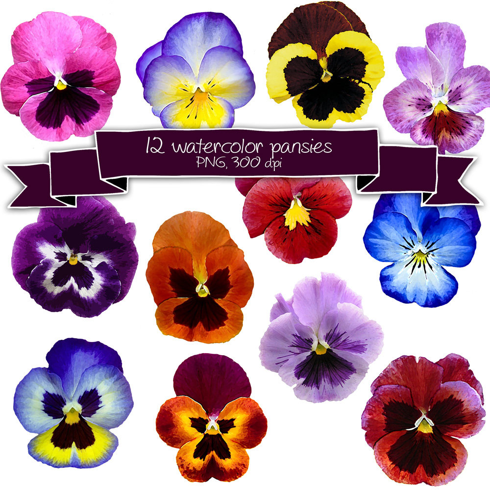 1000x1000 Watercolor Pansy Flower Clipart Watercolor Flowers Etsy