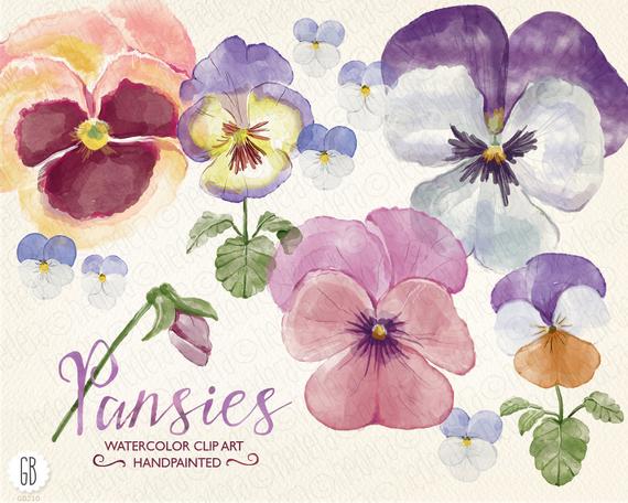 570x456 Watercolor Pansies Pansy Hand Painted Spring Flowers Viola Etsy
