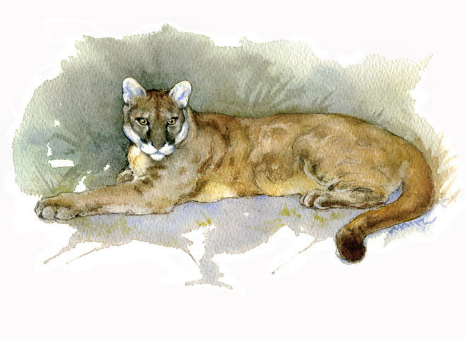 657x480 Florida Panther Watercolor Don Maitz