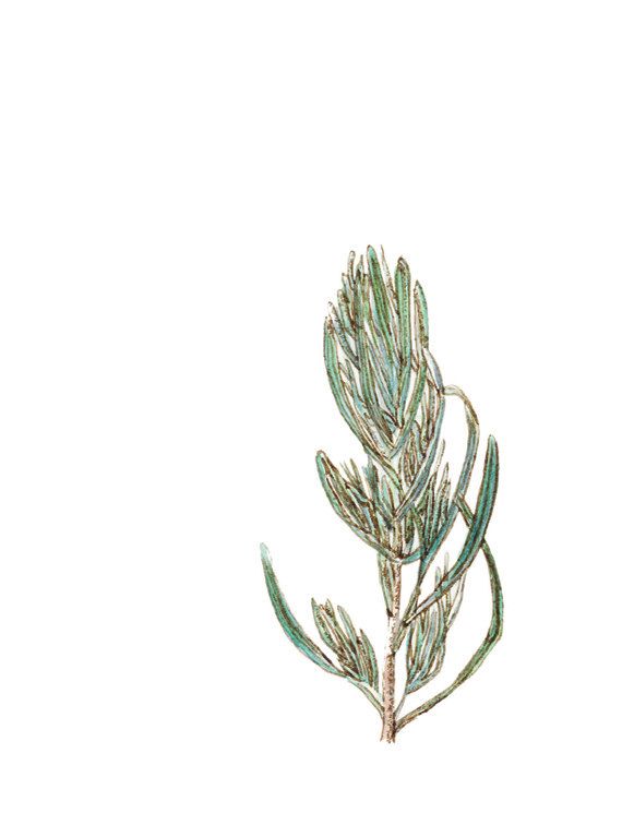 570x756 Culinary Lavender Herb Print