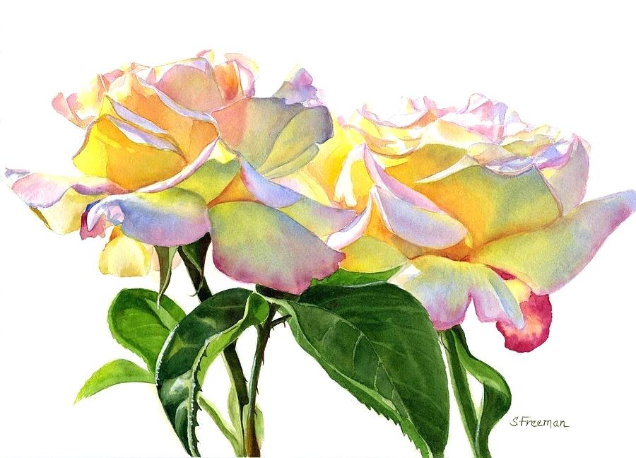 900x648 Water Color Roses Rose Painting Two Peace Roses By Freeman