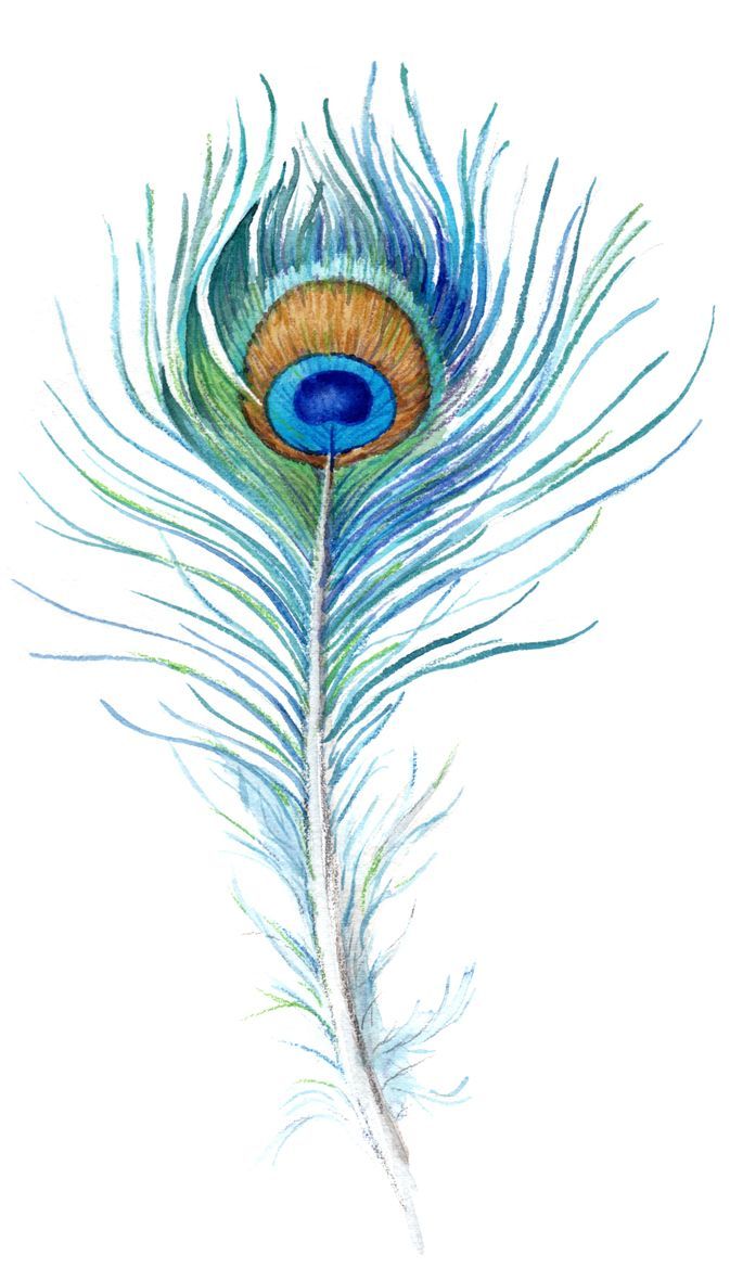 673x1181 Watercolor Peacock Feather Tattoo