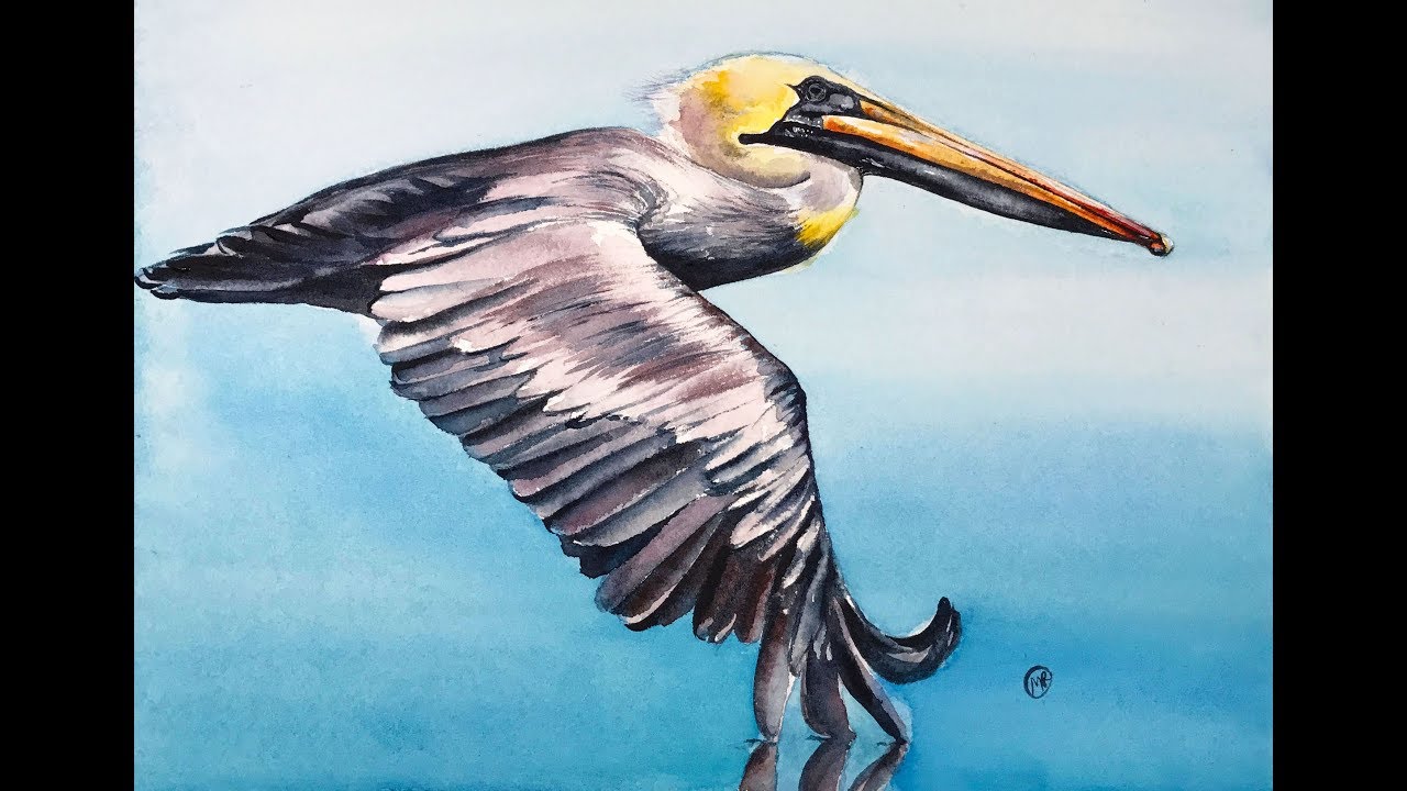 1280x720 Flying Pelican In Watercolors Painting Tutorial