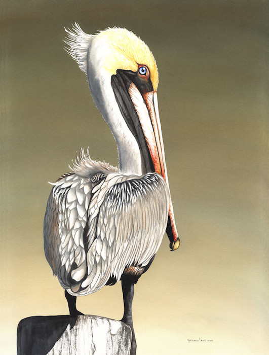 531x700 Pelican Perching