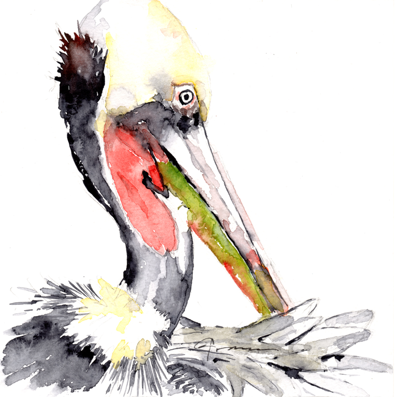 800x805 Pelican Watercolor Painting
