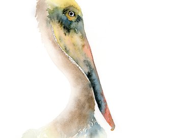 340x270 Pelican Print Of Watercolor Painting Digital Pelican Print