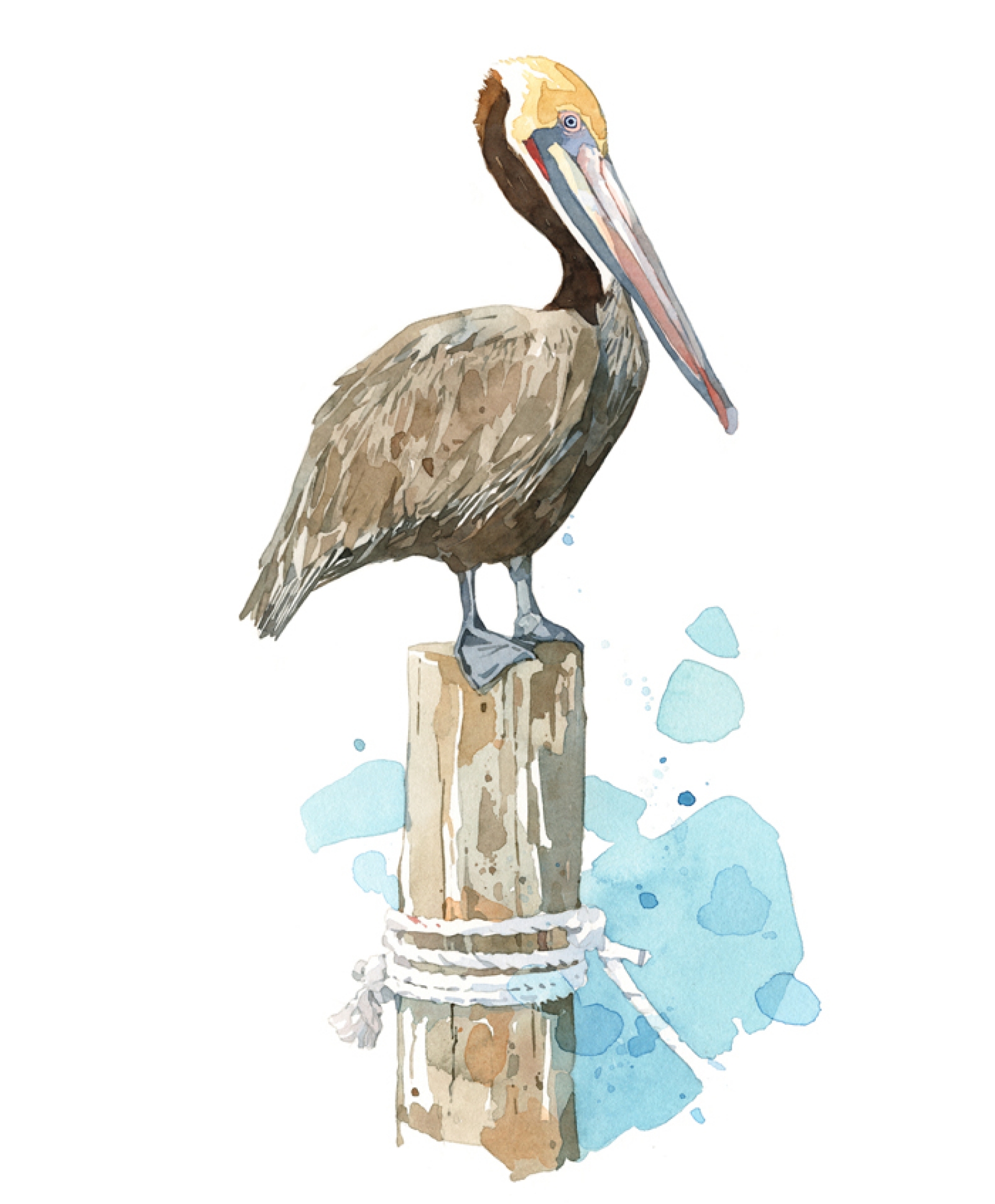 1600x1936 Pelican Watercolor Art Print, Coastal Wall Art David Scheirer