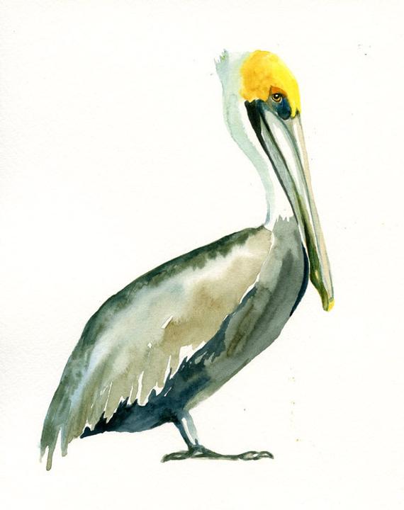 570x720 Brown Pelican 5x7 Print Art Print Bird Watercolor Etsy