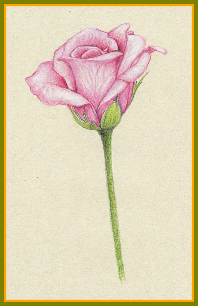 786x1213 Incredible Best Watercolor Pencil Colouring Pic For Flower Drawing