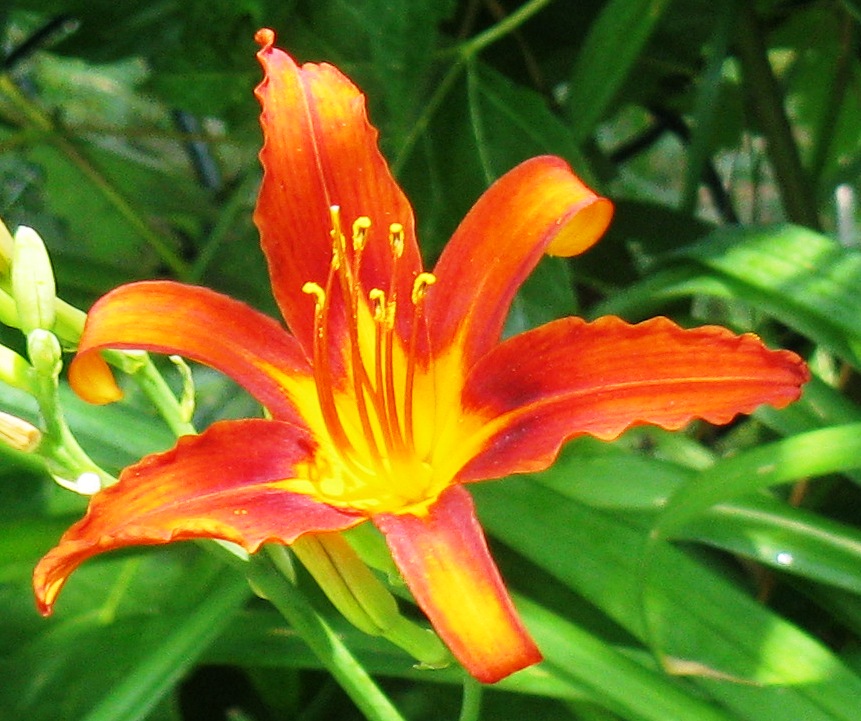 861x721 Orange Flower In Watercolor Pencils