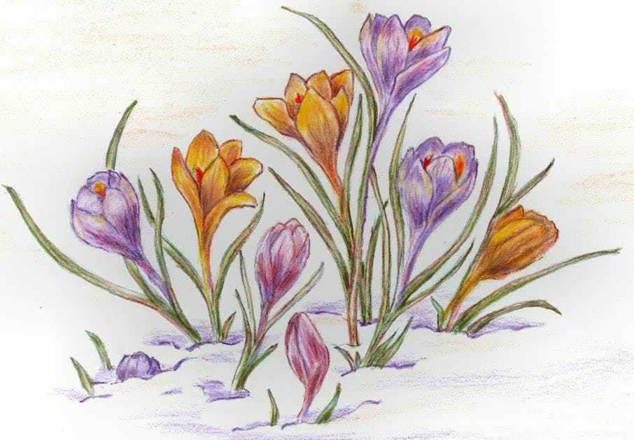 Watercolor Pencil Flowers at GetDrawings | Free download