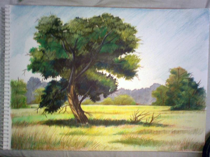 800x600 Trees And Foliages Study In Watercolour Pencils [Archive]