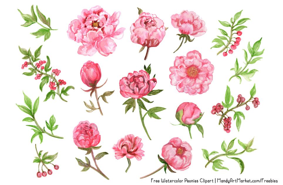 964x631 This Free Watercolor Peonies Clipart Is The First Collaboration
