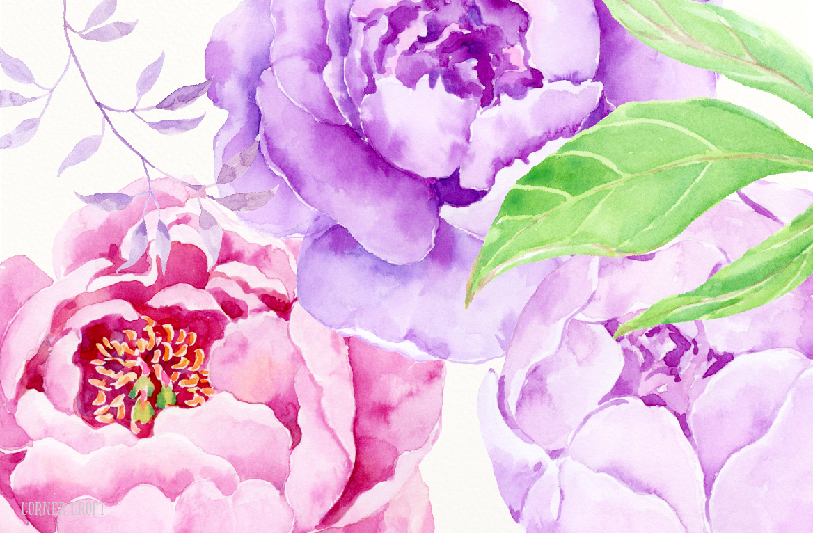 1168x766 Watercolor Clip Art Purple Peony By Cornercroft
