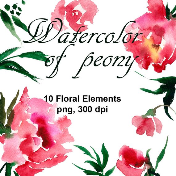 570x570 Watercolor Peonies Clipart. Watercolor Floral Clipart. Etsy