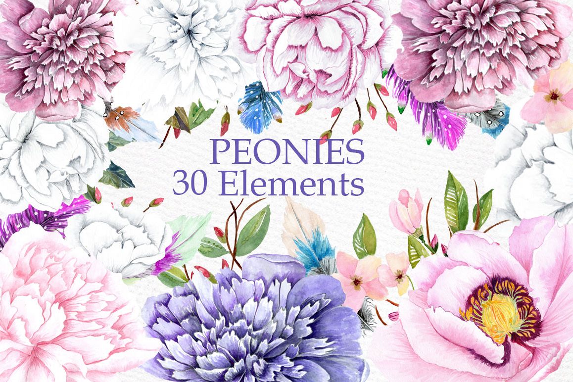 1158x772 Watercolor Peonies Clipart