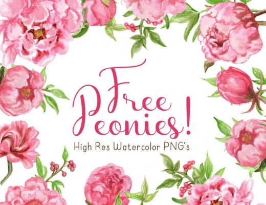 520x400 Free Watercolor Peonies Clipart Printing Free
