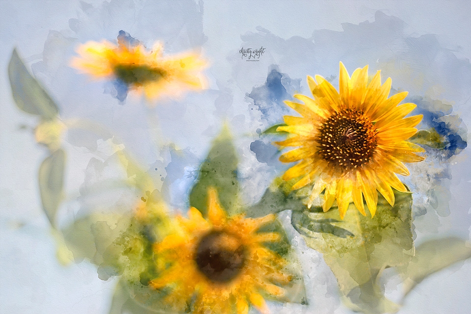 960x640 Watercolor Christy Wright Photography