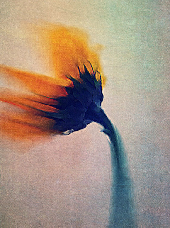 560x750 Watercolor Photography