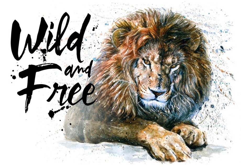 920x639 Lion 2 Watercolor Animals Predator, An Art Print By Konstantin