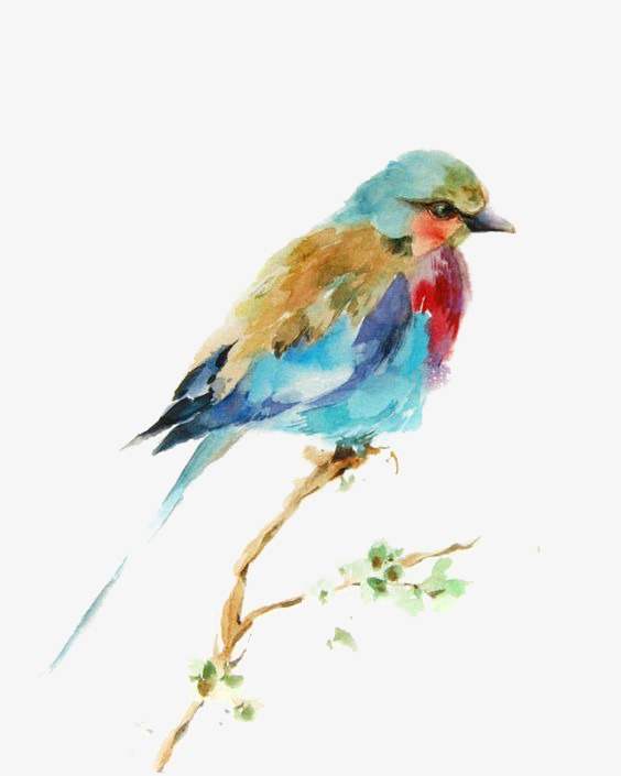 564x705 Birds, Hand Painted Birds, Watercolor Bird, Animal Png Image And