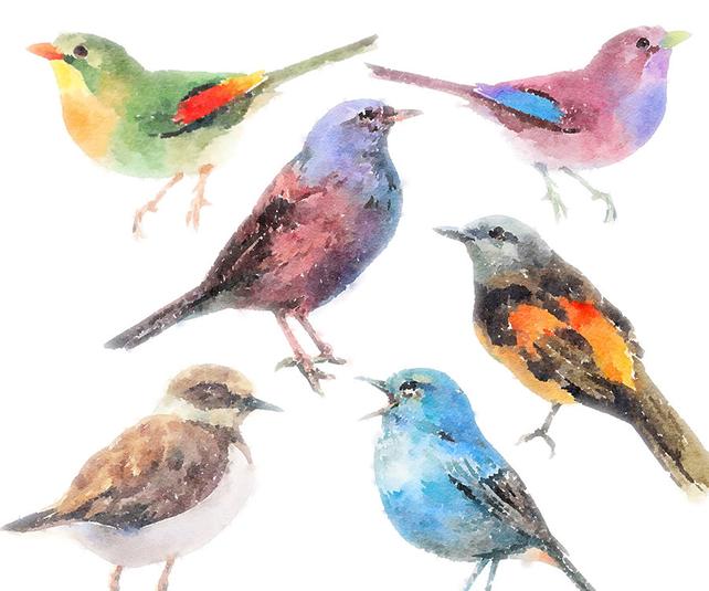 642x535 Birds Clipart Set Clip Art Set Of Birds Watercolor Bird Etsy