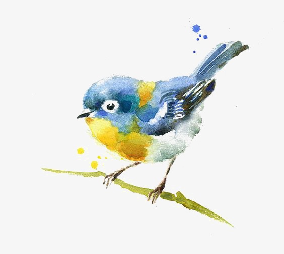 564x505 Watercolor Bird, Bird Clipart, Watercolor Clipart, Creative Birds