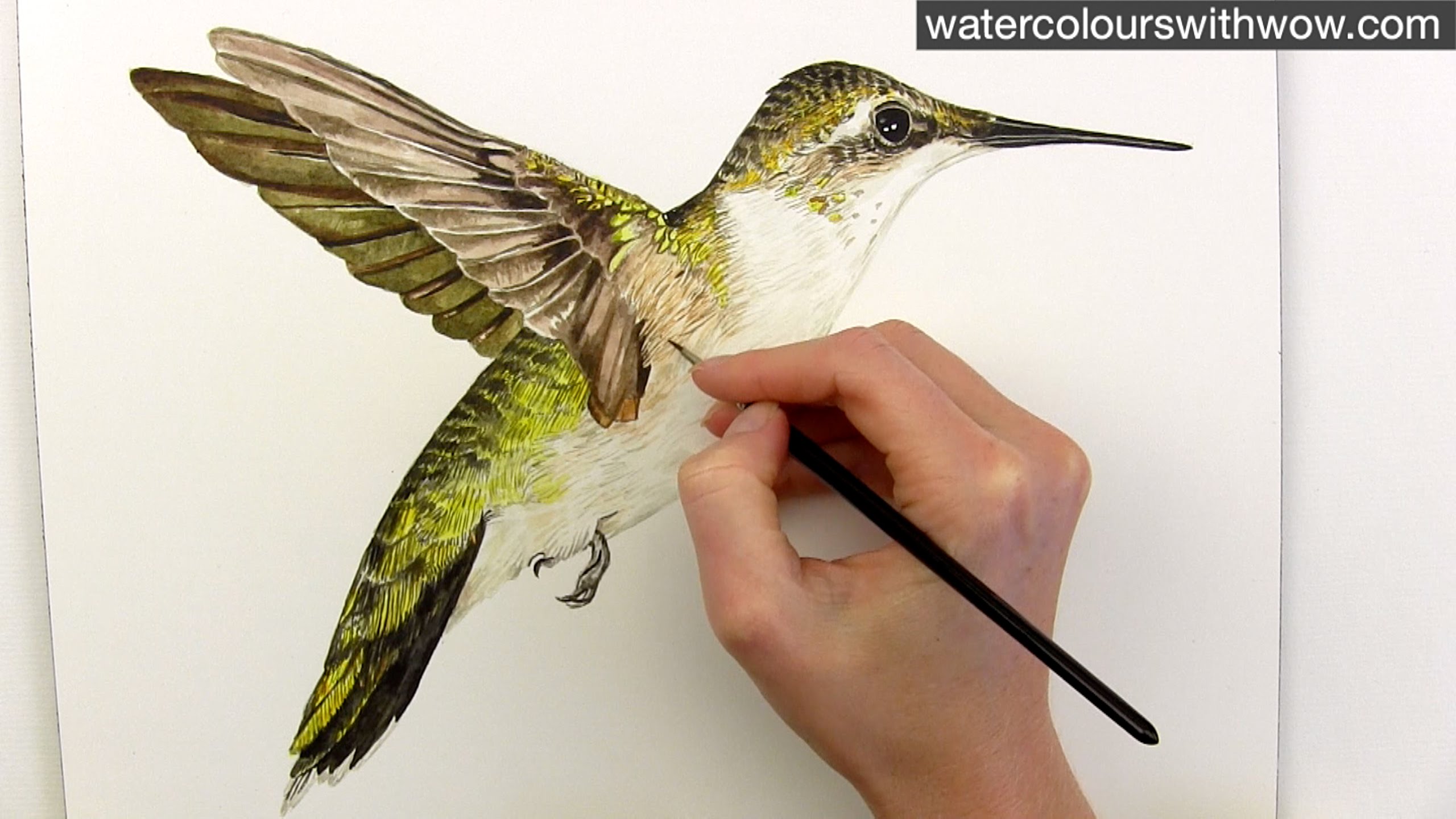 2560x1440 How To Paint Realistic Hummingbird Feathers In Watercolor By Anna
