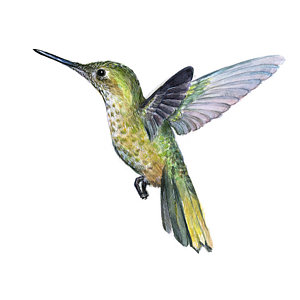 300x300 Hummingbird Watercolor Paintings Fine Art America