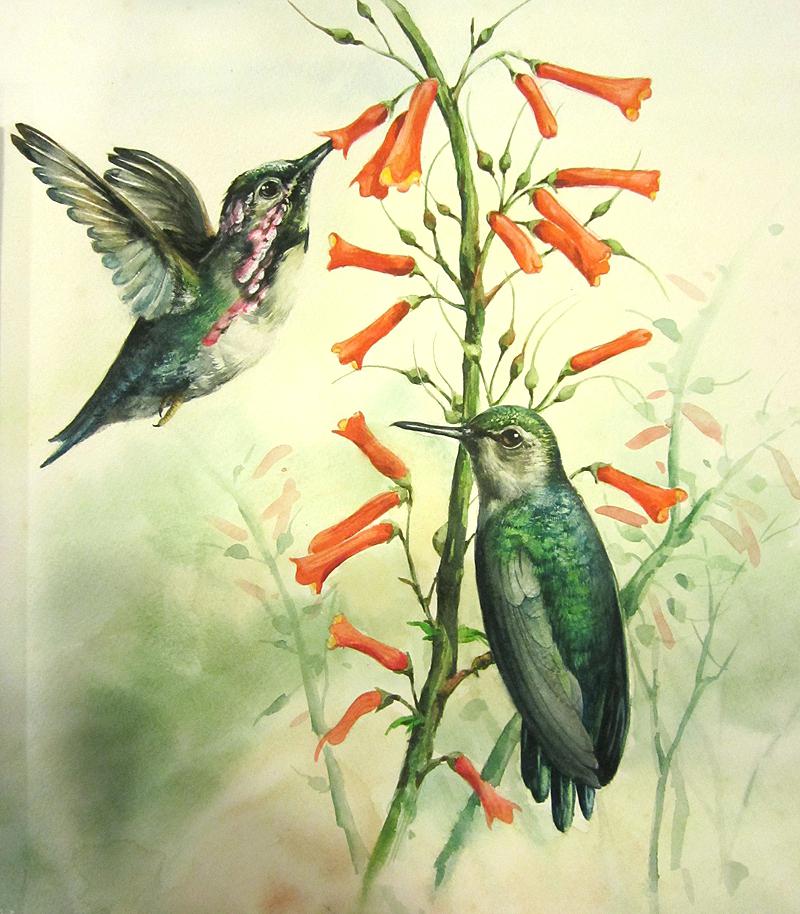 800x914 Watercolor Hummingbird Illustration Art Easysurfer