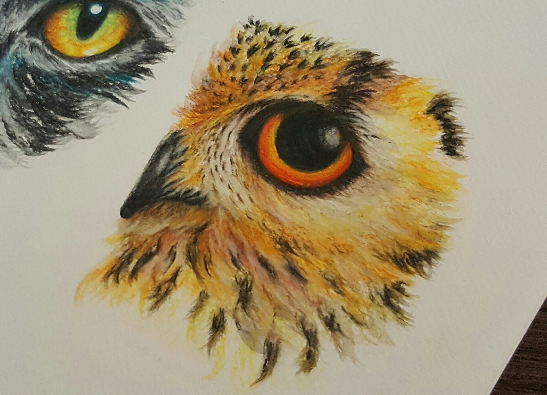 1889x1365 Drawing An Owl Eye With Watercolor Pencils How To Draw Animal