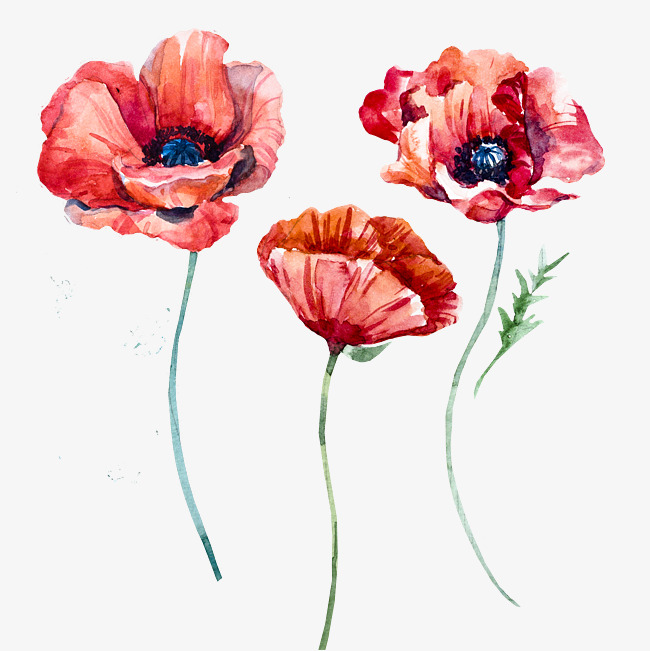 650x651 Poppy Png, Vectors, Psd, And Clipart For Free Download Pngtree