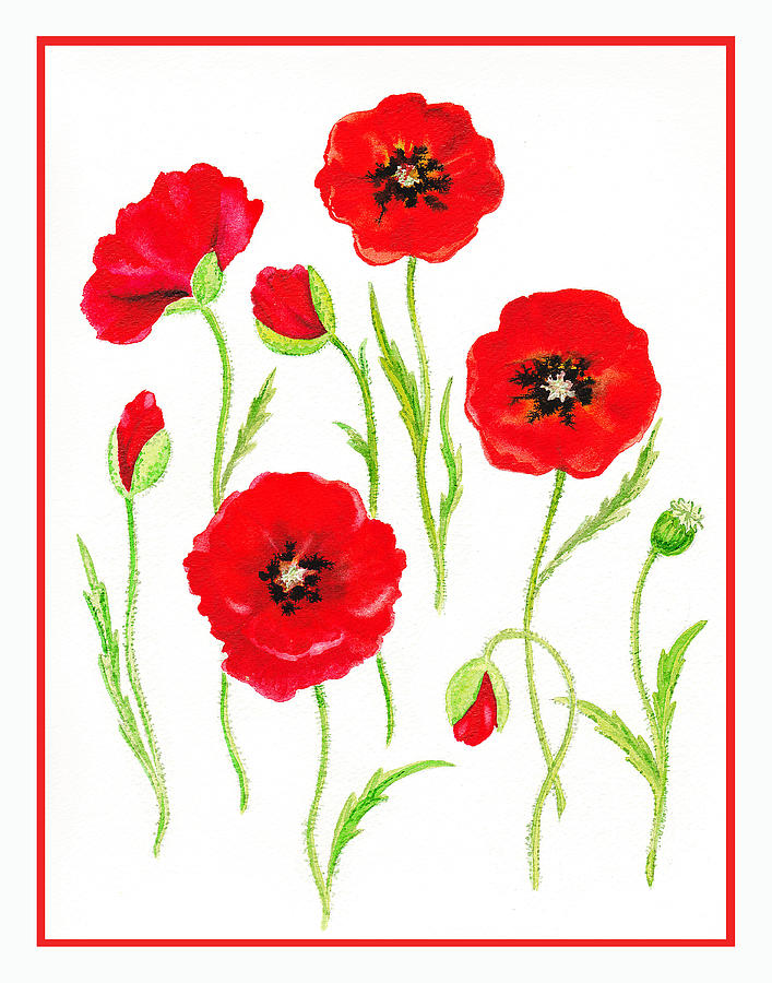 707x900 Watercolor Poppy Paintings Fine Art America