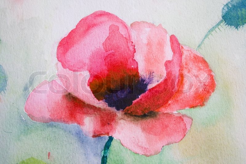 800x533 Watercolor Poppy Flower Stock Photo Colourbox