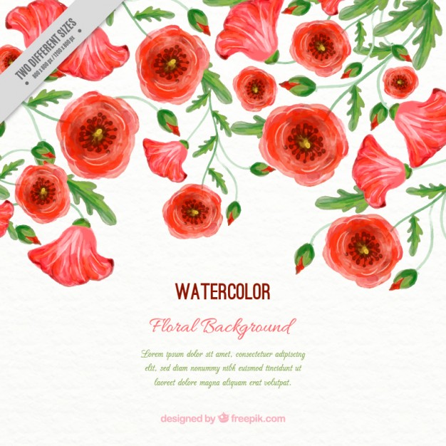 626x626 Watercolor Poppies Background With Leaves Vector Free Download