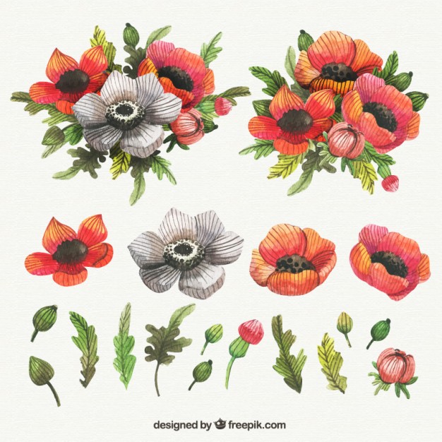 626x626 Lovely Collection Of Watercolor Poppies Vector Free Download