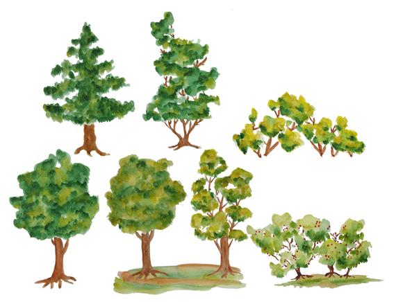 570x436 Watercolor Tree Clipart Trees Clipart Wood Clipart Etsy