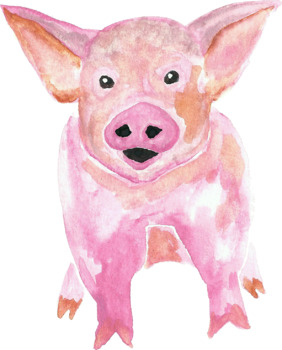 282x350 Watercolor Pig By Affordable Clip Art Teachers Pay Teachers