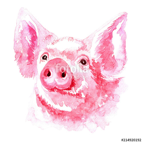 500x500 Isolated Watercolor Clipart With Watercolor Pig Stock Photo And