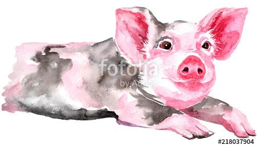 500x286 Isolated Watercolor Clipart With Watercolor Pig. Stock Photo And