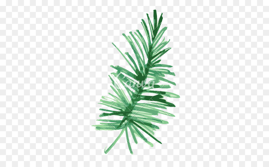 900x560 Pine Fir Leaf Plant Watercolor Painting